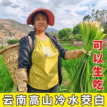 冷链运输云南茭白高笋新鲜蔬菜批发应季美食农产品不泡水孕妇月子