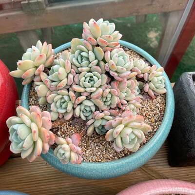 汇峰多肉3月10日61 75号仙女杯景天东云肉锥老桩植物直播专拍 虎窝淘