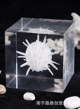 海洋标本海星亚克力珀晶摆件