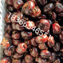 Manufacturer Direct Marketing Horseshoe Wash Clay Machine Guangdong Shaoguan Automatic Horseshoe Cleaner Wash Horseshoe Machine Preference