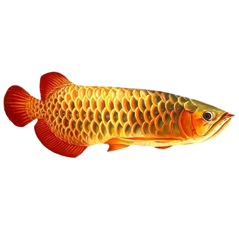 金龙鱼活鱼幼苗印尼辣椒红龙鱼古典蓝底过背高背练手热带鱼观赏鱼,淘宝优惠券,粉丝福利购,淘宝优惠卷