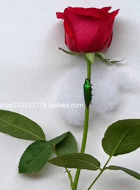 单身青年丈夫妻子情人