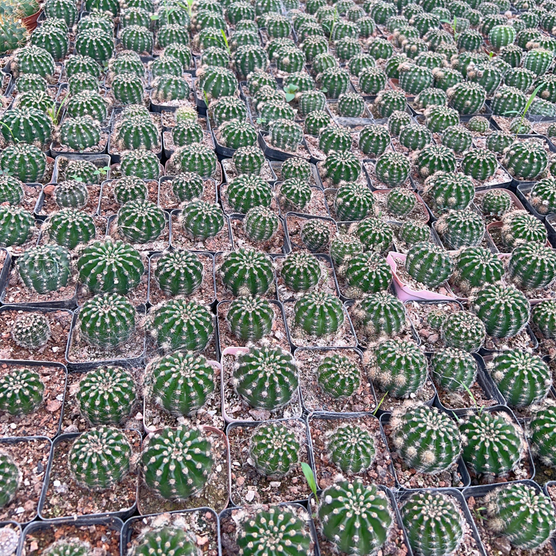 仙人球仙人掌通用多肉植物营养土育苗土煤渣颗粒土基地自用培养土 - 图1