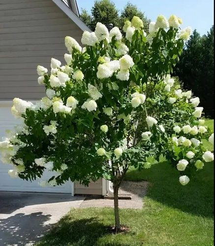 圆锥绣球石灰灯香草草莓花苗欧洲玫瑰木绣球树苗耐寒耐热庭院栽培 - 图2
