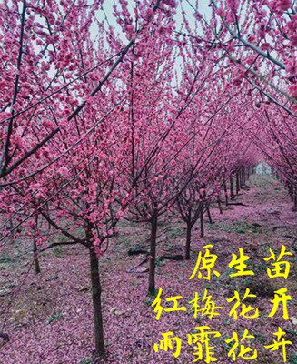 耐寒梅花树红梅腊梅盆栽嫁接素心腊梅树造型庭院地栽植物浓香开花 - 图0