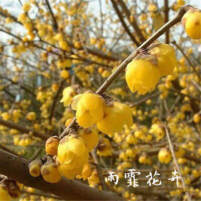 耐寒梅花树红梅腊梅盆栽嫁接素心腊梅树造型庭院地栽植物浓香开花 - 图3