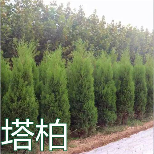 柏树苗 松柏塔柏树苗蜀桧 侧柏圆柏宝塔松龙柏耐寒 松柏树四季青 - 图0
