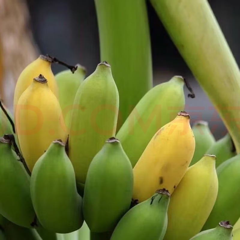 海南粉蕉精挑细选原生态热带水果海南芭蕉零添加现摘现发顺丰包邮 - 图2