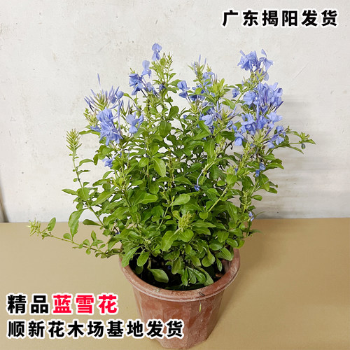 蓝雪花苗特大盆栽四季爬藤好养耐热花园庭院攀爬爆花植物蓝雪花 - 图0
