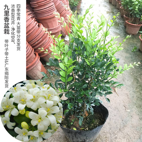 九里香花苗 七里香苗 千里香花 盆栽清香怡人驱蚊庭院植物绿化苗 - 图2