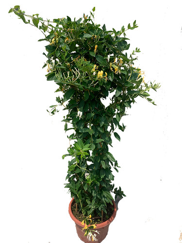 金银花树苗爬藤食用金银花苗浓香花卉耐寒植物鸳鸯藤盆栽好养植物 - 图3