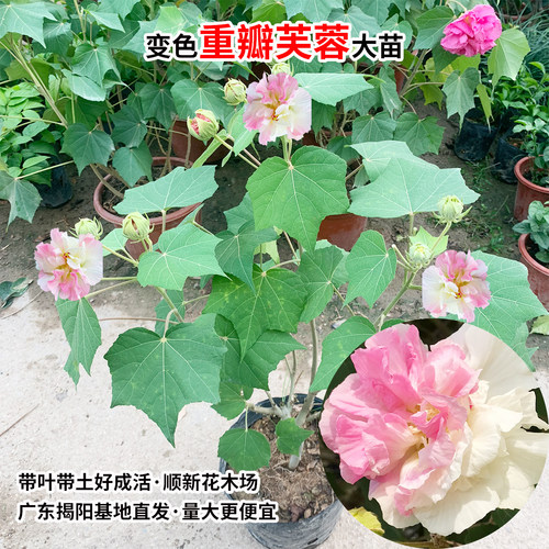三醉芙蓉花苗 变色拒霜花 重瓣木芙蓉花盆栽带花苞耐寒室内外植物 - 图3