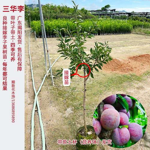 李子树苗三华李果树苗正宗青脆李接嫁当年结果庭院阳台可养常青 - 图0
