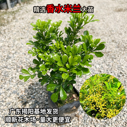 米兰花苗庭院驱蚊虫植物绿植花卉浓香花好养花卉香水米兰多季花卉 - 图3