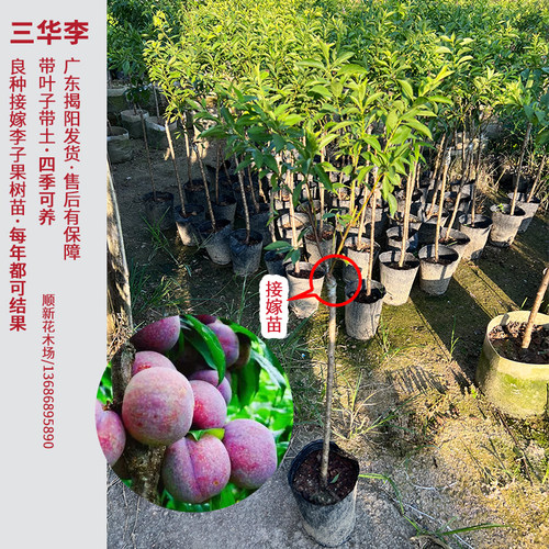 李子树苗三华李果树苗正宗青脆李接嫁当年结果庭院阳台可养常青 - 图1
