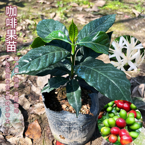 咖啡果苗盆栽咖啡豆种植苗云南小粒鲜果咖啡树卡迪姆四季可种果苗 - 图2