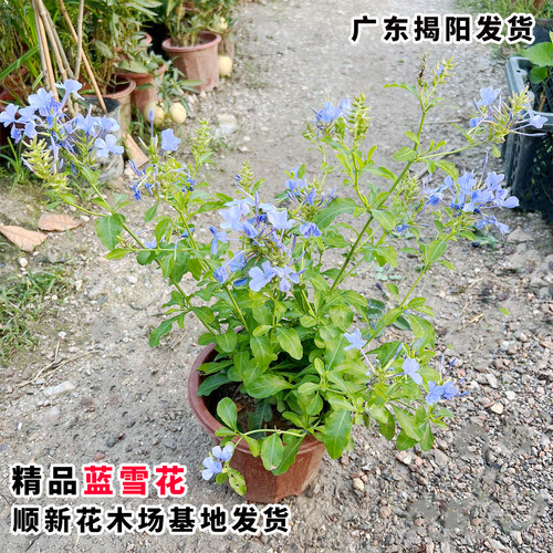 蓝雪花苗特大盆栽四季爬藤好养耐热花园庭院攀爬爆花植物蓝雪花 - 图1