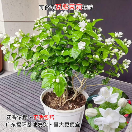 双瓣茉莉花苗带花苞盆栽浓香型绿植花卉重瓣白茉莉花盆栽好养植物 - 图0