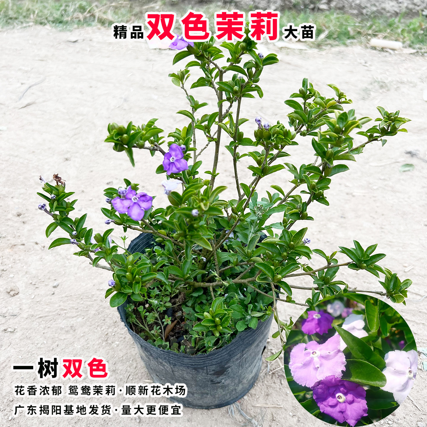 双色茉莉花苗鸳鸯茉莉花盆栽浓香型茉莉多色茉莉花苗阳台庭院植物,淘宝优惠券,粉丝福利购,淘宝优惠卷