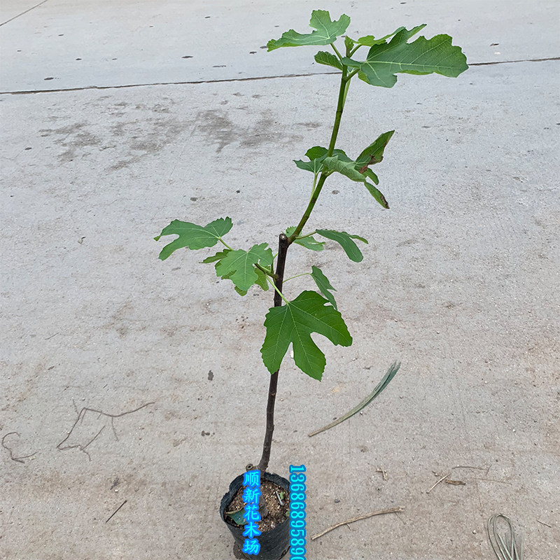 无花果树苗 果苗新品种 当年结果无花果苗带叶子果树苗南北方可种