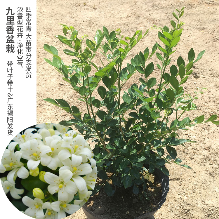 九里香花苗七里香苗千里香花盆栽清香怡人驱蚊庭院植物绿化苗-图1