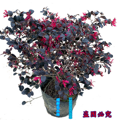 红花继木苗檵木苗四季开花工程绿化袋苗耐热耐寒红桎木继木树苗 - 图3