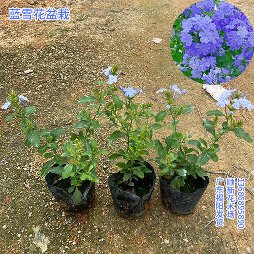 蓝雪花苗特大盆栽四季爬藤好养耐热花园庭院攀爬爆花植物蓝雪花 - 图2