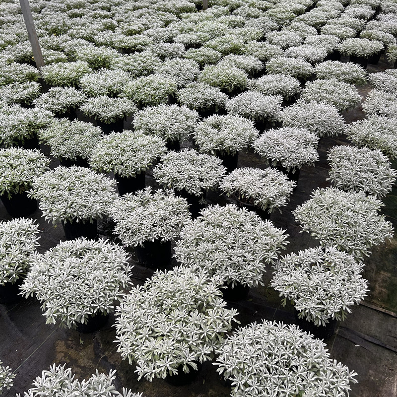 芙蓉菊盆栽银叶菊多年生花镜植物室外观叶花卉耐寒耐热四季常青 - 图2