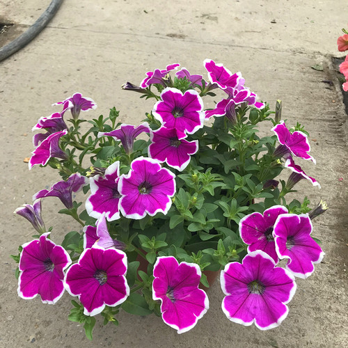 垂吊矮牵牛盆栽带花舞春花百万小玲阳台庭院花卉植物花期长发货 - 图2