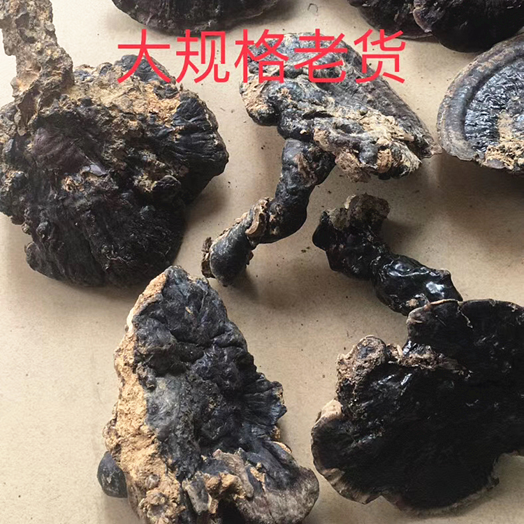 特级大个头野生紫灵芝深山正品黑灵芝天然林芝野生整枝可切片250g - 图1