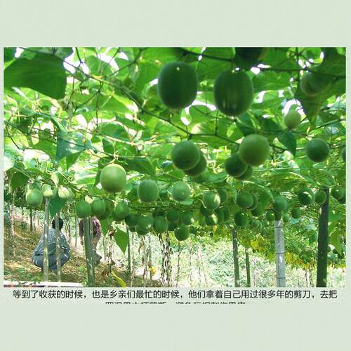 广西桂林特产永福新鲜罗汉果100个独立包装大果干货花草茶 - 图0