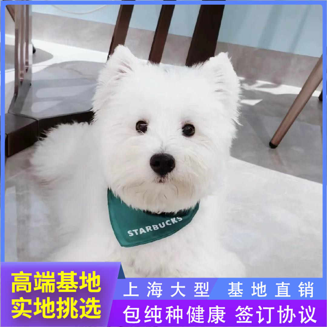 白梗狗 新人首單立減十元 22年8月 淘寶海外