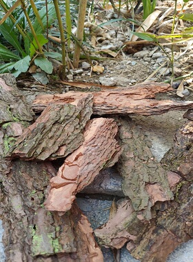 松树树皮干树造景背景diy装饰