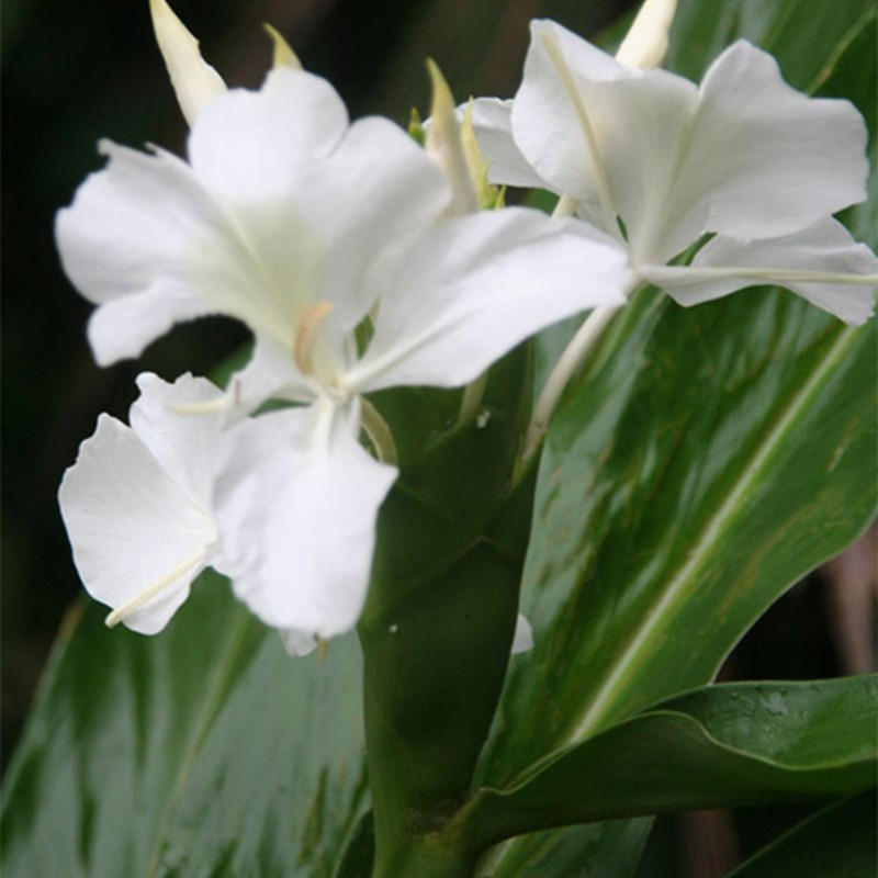 良种野姜花苗姜花种头野姜花蝴蝶百合花盆栽地栽花园绿化楼顶包活 - 图0