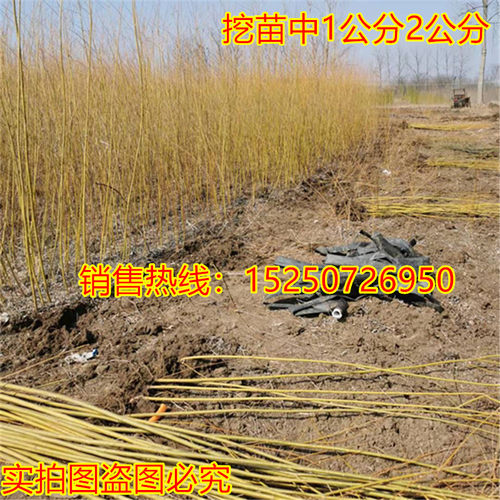 黄金柳树苗耐寒耐热金丝垂柳小苗庭院道路直生柳苗绿化行道树植物 - 图0