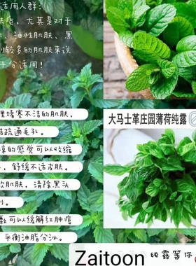 大马士革玫瑰Zaitoon补水茉纯露