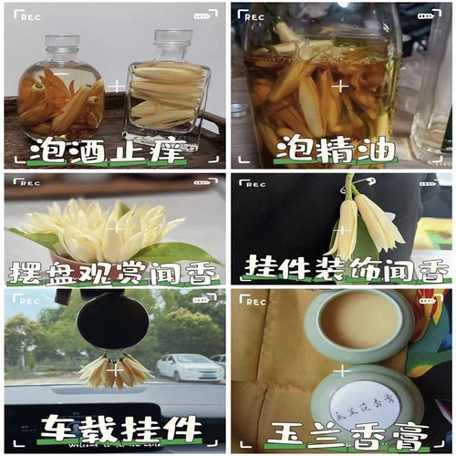 新鲜白玉兰花白兰花浓香持久黄角兰花苞泡酒黄果兰现摘白玉兰鲜花 - 图1