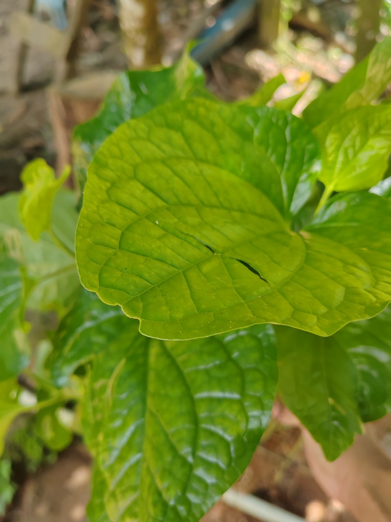 现摘新鲜野生蛤蒌叶假蒌叶青蒌叶蛤蒌纯叶子假娄菜野菜可食用 - 图1