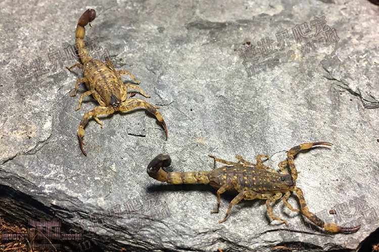 海南双针蝎3元一只孕蝎公蝎成体蝎子 宠物蝎 包成活,淘宝优惠券,粉丝福利购,淘宝优惠卷