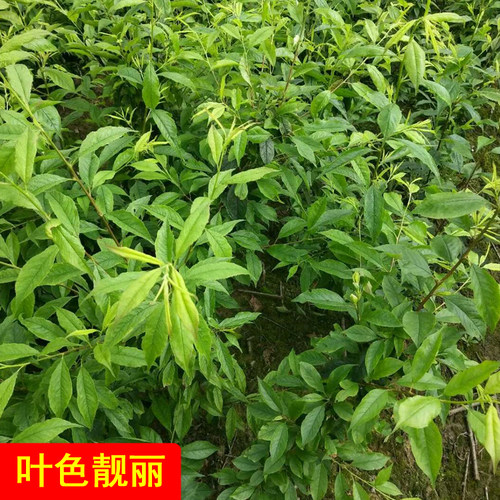 钱排银妃三华李苗嫁接苗南北方种植李树四季盆栽水果树苗李子树苗 - 图2