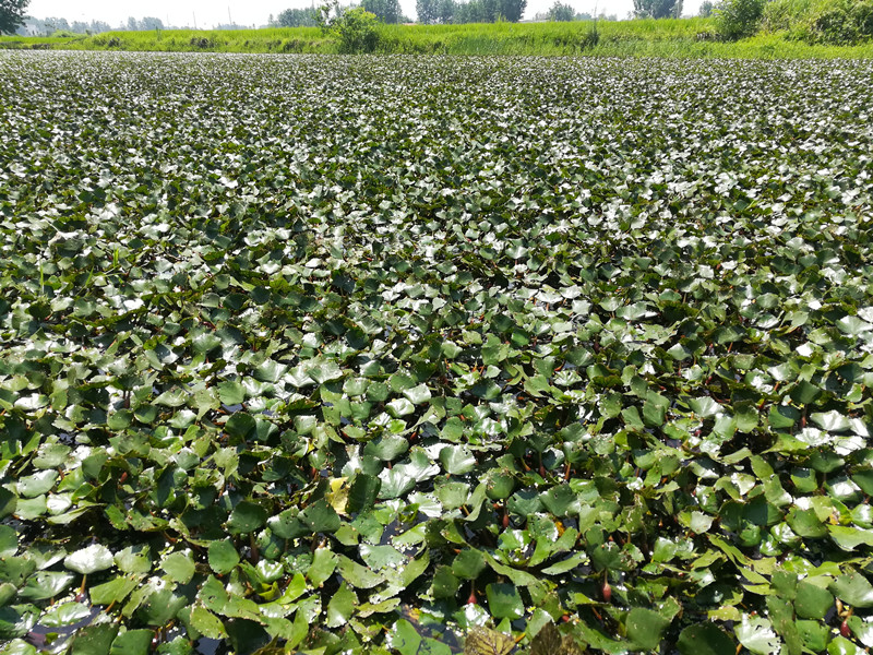 四角红菱角苗水生植物绿植 四两红菱角苗黑凌角苗种子野生棱角种 - 图2