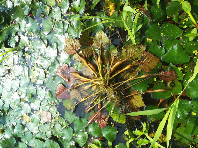 四角红菱角苗水生植物绿植 四两红菱角苗黑凌角苗种子野生棱角种 - 图3