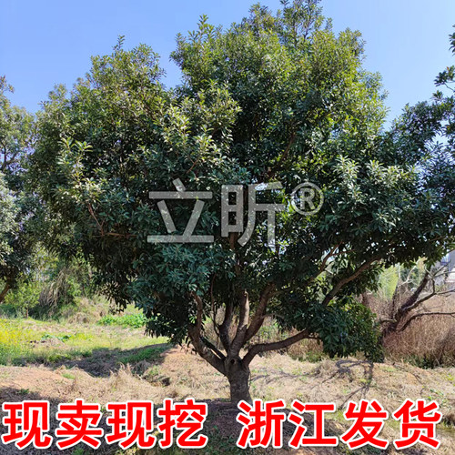 浙江仙居东魁杨梅树大树苗当年结果带土特大果树嫁接果苗庭院种植 - 图2