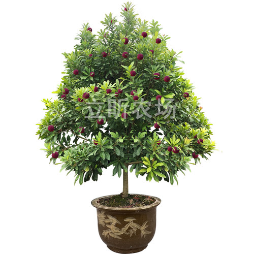浙江仙居东魁杨梅树大树苗嫁接带土盆栽果树果苗庭院种植当年结果 - 图3