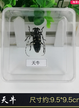 亚克力盒装昆虫蝴蝶标本真虫动物天牛教学教育拍照道具原虫 包邮