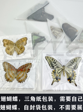 碧凤蝶 真蝴蝶标本未展翅原蝶昆虫幼儿教学摄影道具 包邮