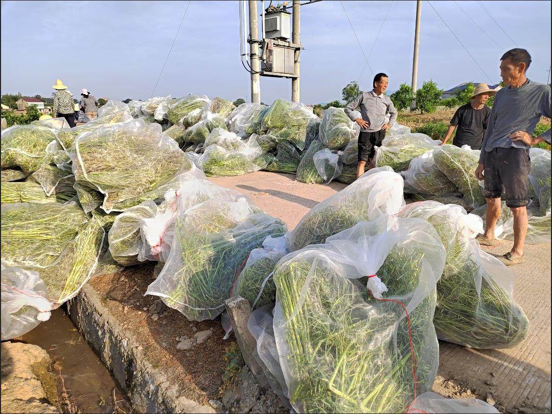 晾晒风干豆角丝干萝卜丝干蘑菇干菜干辣椒腊肉火腿透气防虫纱网袋,淘宝优惠券,粉丝福利购,淘宝优惠卷