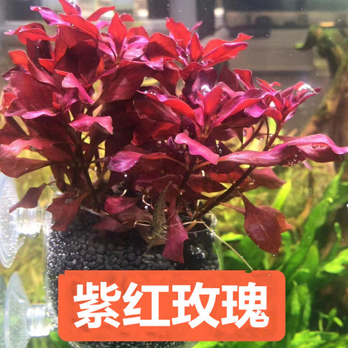 紫红玫瑰紫红丁香树紫丁香鱼缸淡水易养无需二氧化碳后景红色水草 - 图0