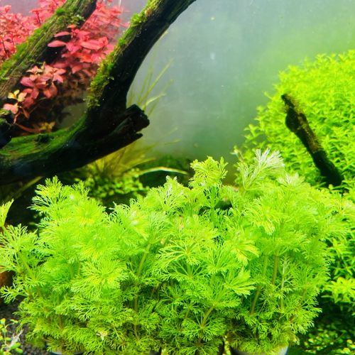 绿色水草阴性新手水下叶不用二氧化碳好养中后景造景净化水质增氧 - 图2