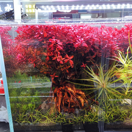 紫红玫瑰紫红丁香树紫丁香鱼缸淡水易养无需二氧化碳后景红色水草 - 图2